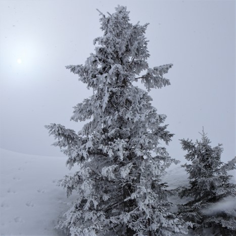 Zurück im Nebel … mystische Stimmungen