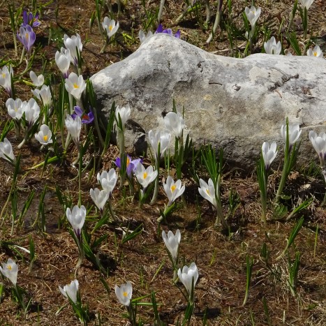 Frühlingsgefühle im Jura