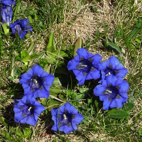 Frühlingsgefühle im Jura