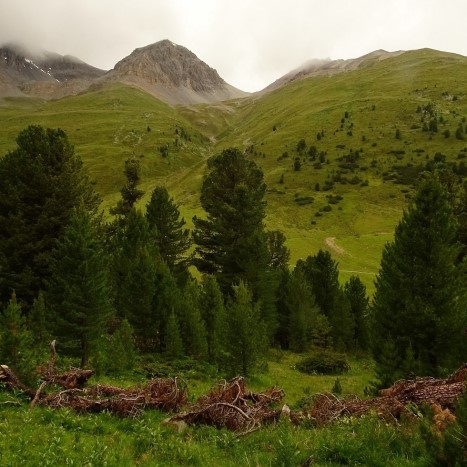 God Tamangur - der einzigartige Arvenwald