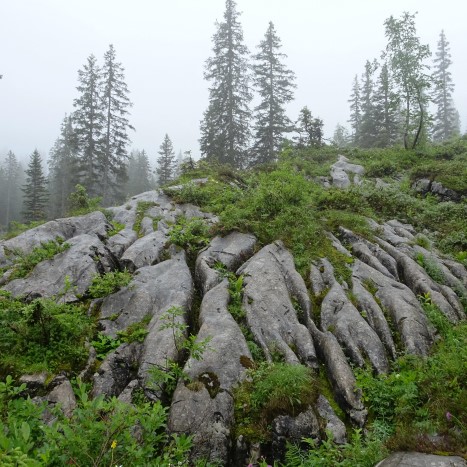 Im Bödmerenwald ... eine Schweizer Urlandschaft