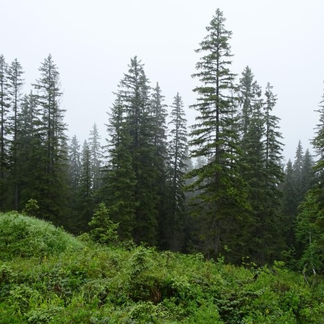 Im Bödmerenwald ... eine Schweizer Urlandschaft