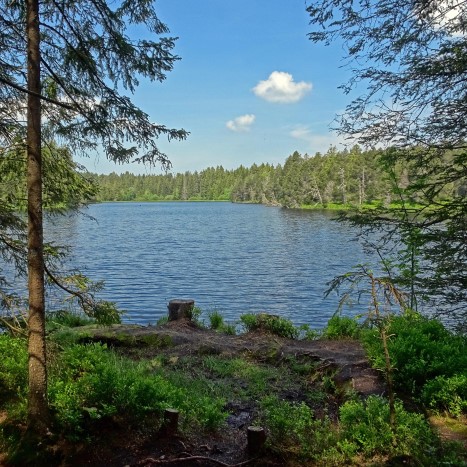 Etang de la Gruère, der grösste Moorsee in der Schweiz