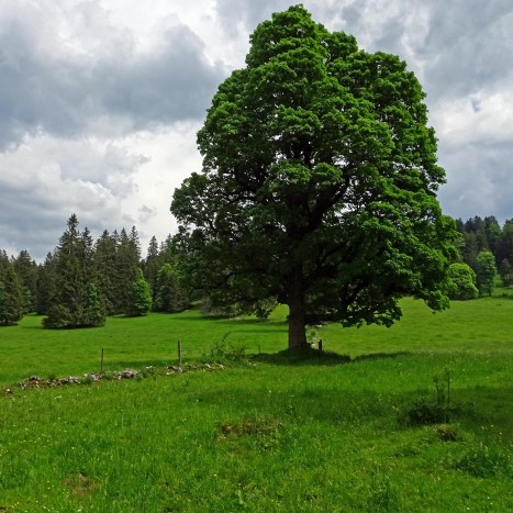 Quer durch die Wytweiden im Jura