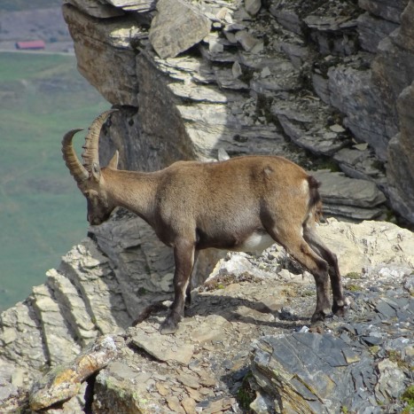 Schöne Begegnung auf dem Weg zu Piz Beverin