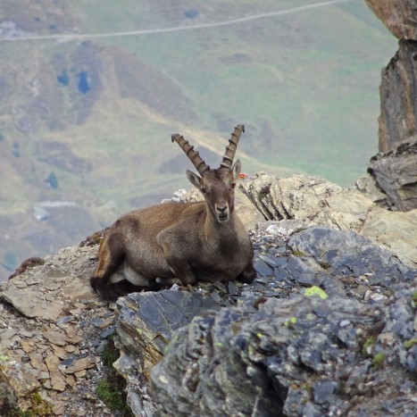 Schöne Begegnung auf dem Weg zu Piz Beverin