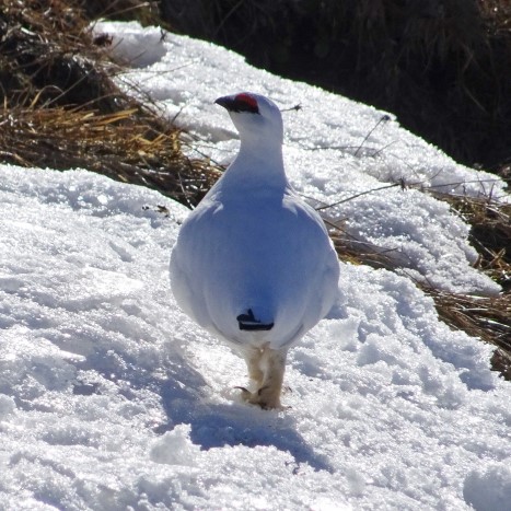 Schneehahn