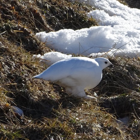 Schneehahn