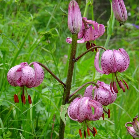 Wegbegleiter im Nationalpark (Türkenbundlilie)
