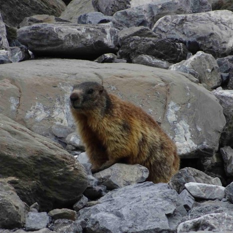 Gwundriger Bewohner im Nationalpark