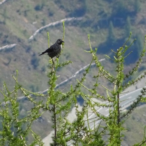 Tannenhäher als ständiger Begleiter auf der Wanderung