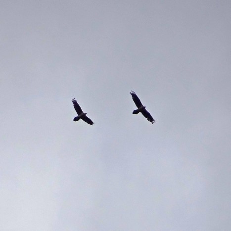 Bartgeier im Paarflug