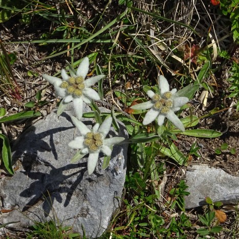 Edelweiss als edle Wegbegleiter