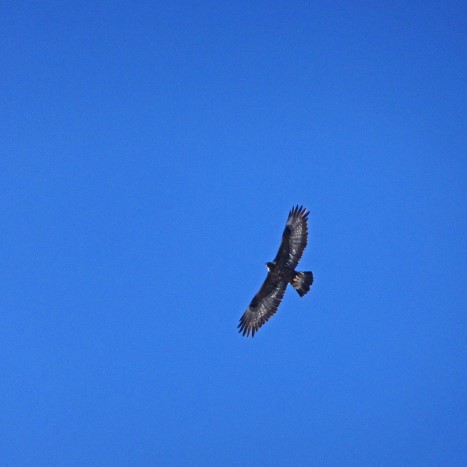 Begleitung in der Luft (Steinadler)