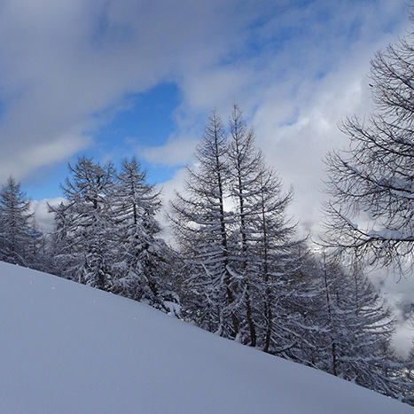 Die Spuren des nächtlichen Schneefalls