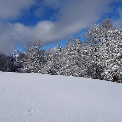 Frische Spuren eines Schneehasen