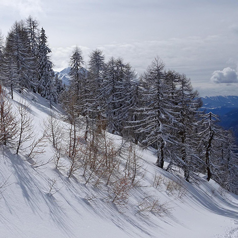 Tief verschneite Lärchenwälder